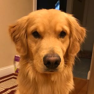 Meet your Posher, Sydney